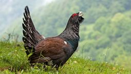 Gastan más de 5 millones de dólares en liberar 30 aves y en seis meses ya se comieron 29 Gastan más de 5 millones de dólares en liberar 30 aves y en seis meses ya se comieron 29