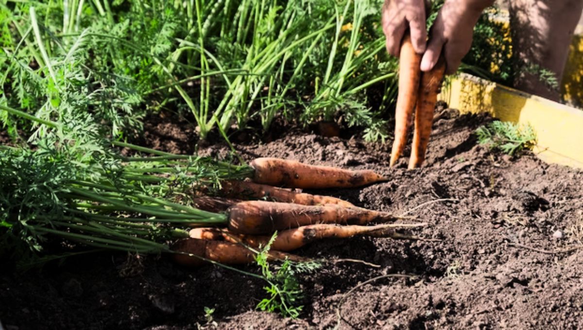 Las cáscaras de zanahoria son beneficiosas para el jardín y el medio ambiente