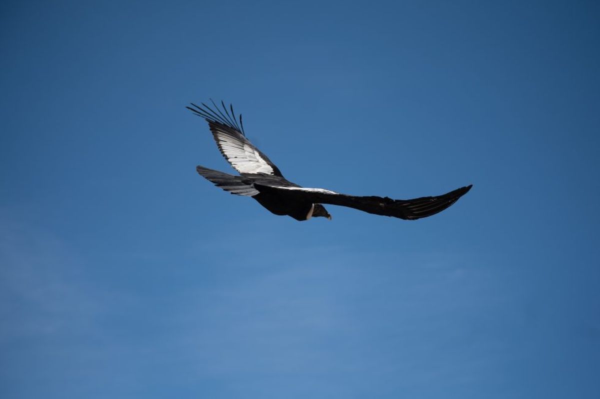 El cóndor andino que fue hallado hace 2 semanas en Tunuyán ya está en libertad tras una recuperación. El cóndor andino que fue hallado hace 2 semanas en Tunuyán ya está en libertad tras una recuperación.