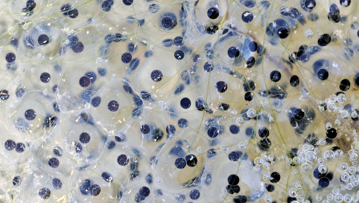 Las ranas saltan mucho más alto y lejos que los sapos Las ranas saltan mucho más alto y lejos que los sapos