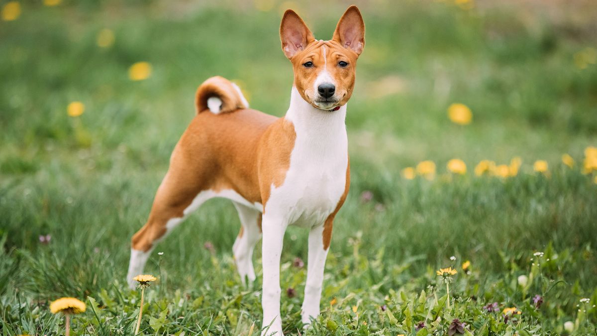 No ladra y no se enferma: la antigua raza de perro que todo dueño quisiera tener No ladra y no se enferma: la antigua raza de perro que todo dueño quisiera tener