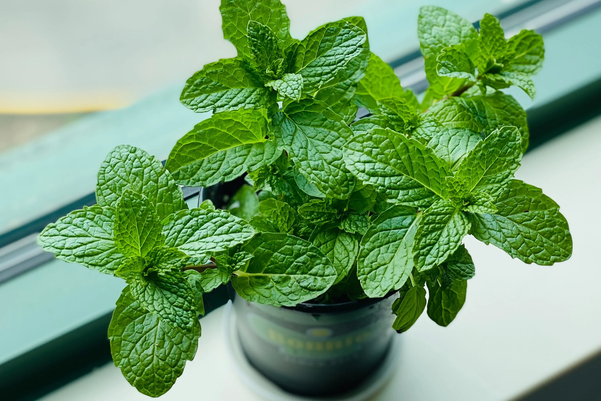 El uso de la menta va más allá de lo culinario, ya que también posee propiedades medicinales y múltiples beneficios para la salud. El uso de la menta va más allá de lo culinario, ya que también posee propiedades medicinales y múltiples beneficios para la salud.