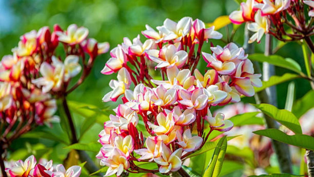 El árbol de flores comestibles que no exige cuidados de jardinería y podés tener en maceta