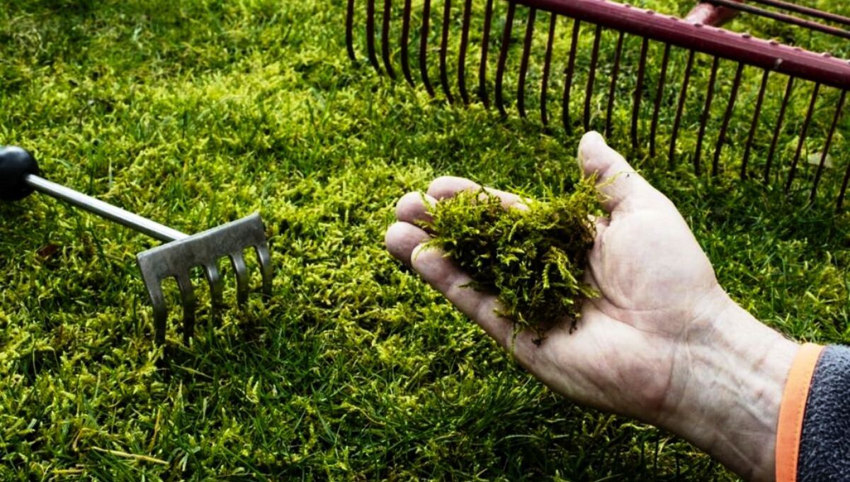 El césped recién cortado puede ser un gran aliado en las plantas de tu jardín