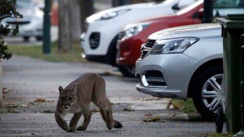 Un puma silvestre deambuló por las calles de Santiago de Chile en plena cuarentena
