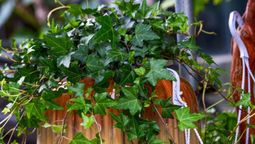 Evitá cultivar estas plantas.