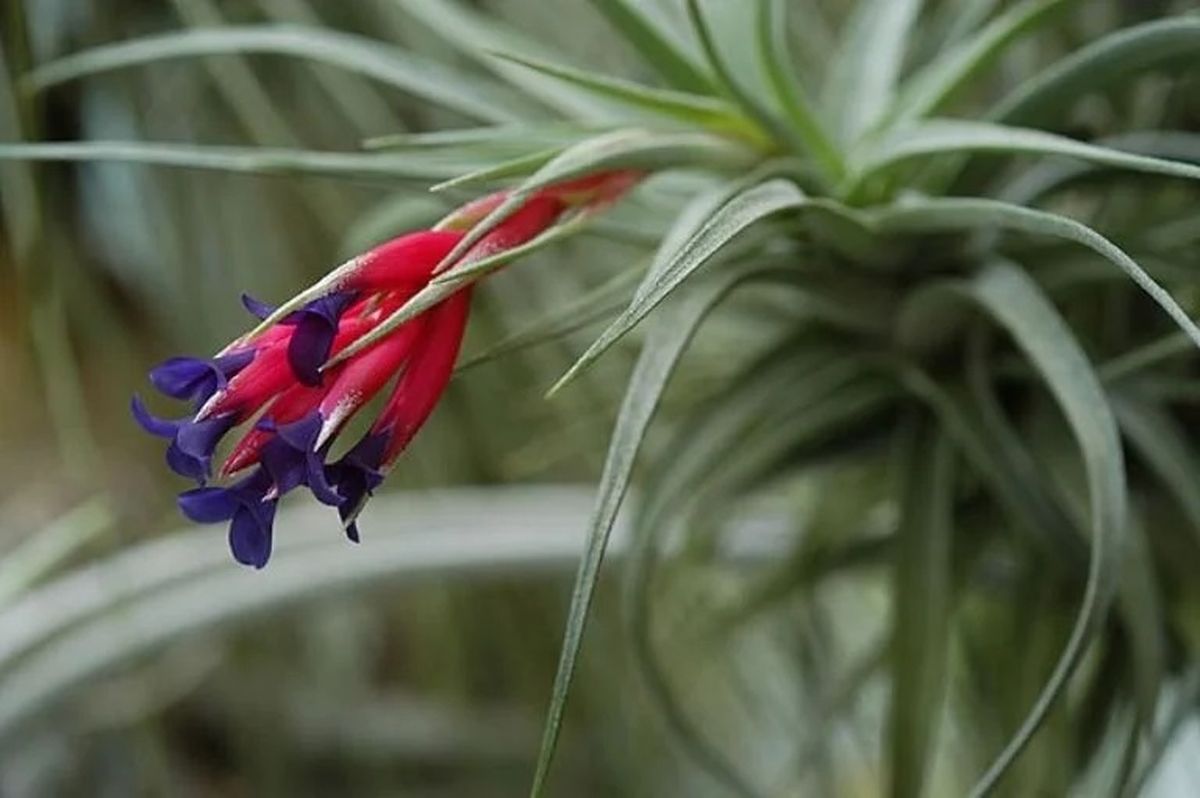 La Tillandsia Tectorum es una planta nativa de Los Andes. Imagen: Freepik. La Tillandsia Tectorum es una planta nativa de Los Andes. Imagen: Freepik.