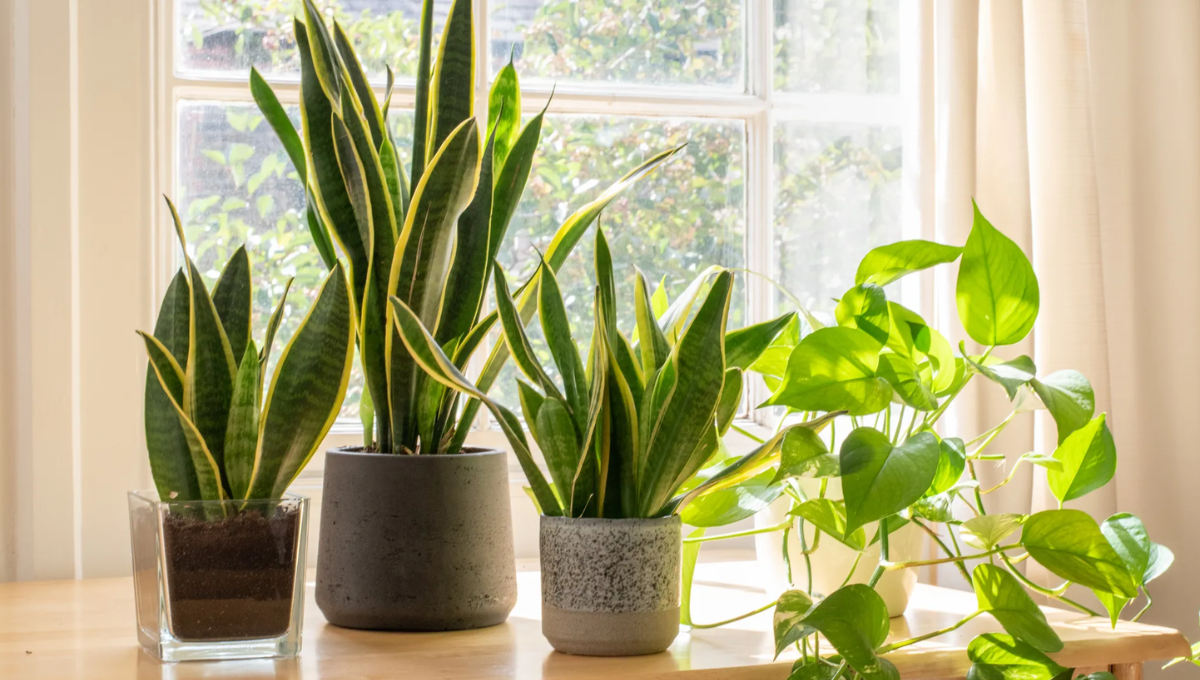 Las plantas que debes evitar tener en tu hogar para no atraer mala energía, según el Feng Shui