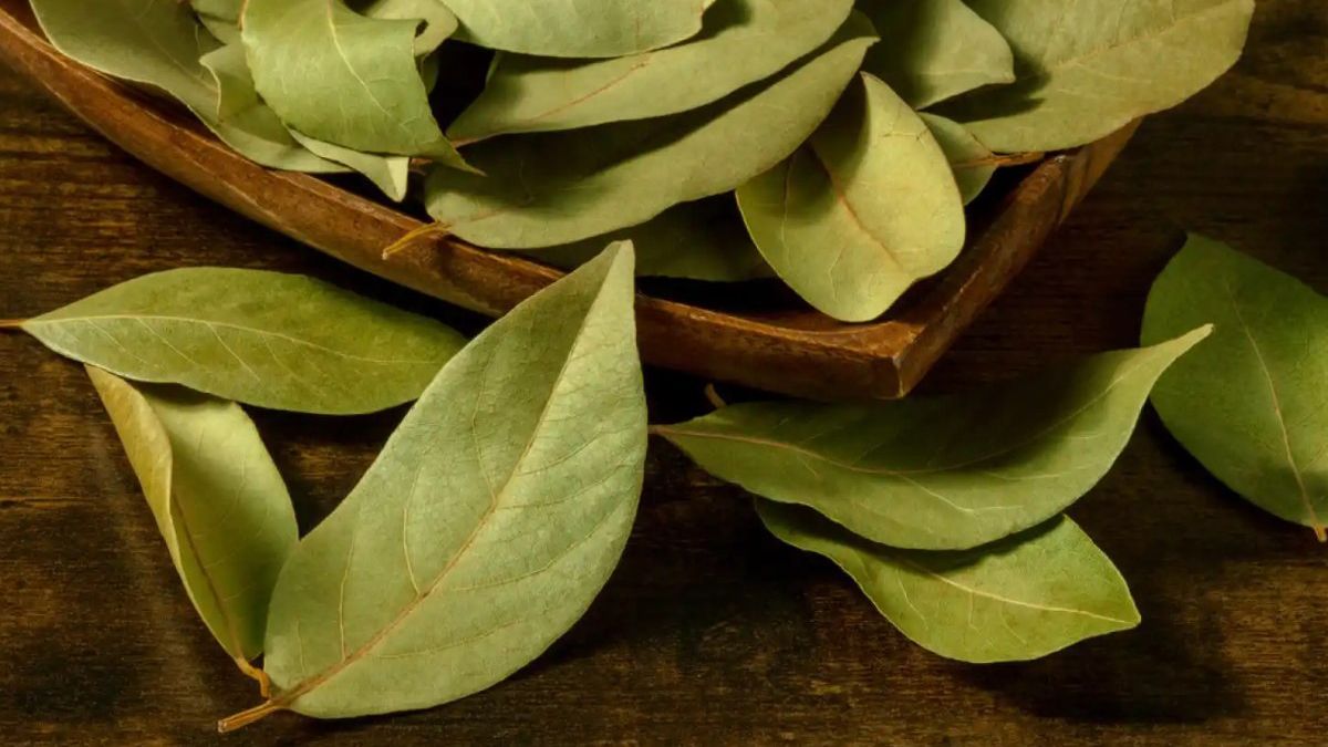 Ritual para Navidad dónde hay que poner una hoja de laurel para que