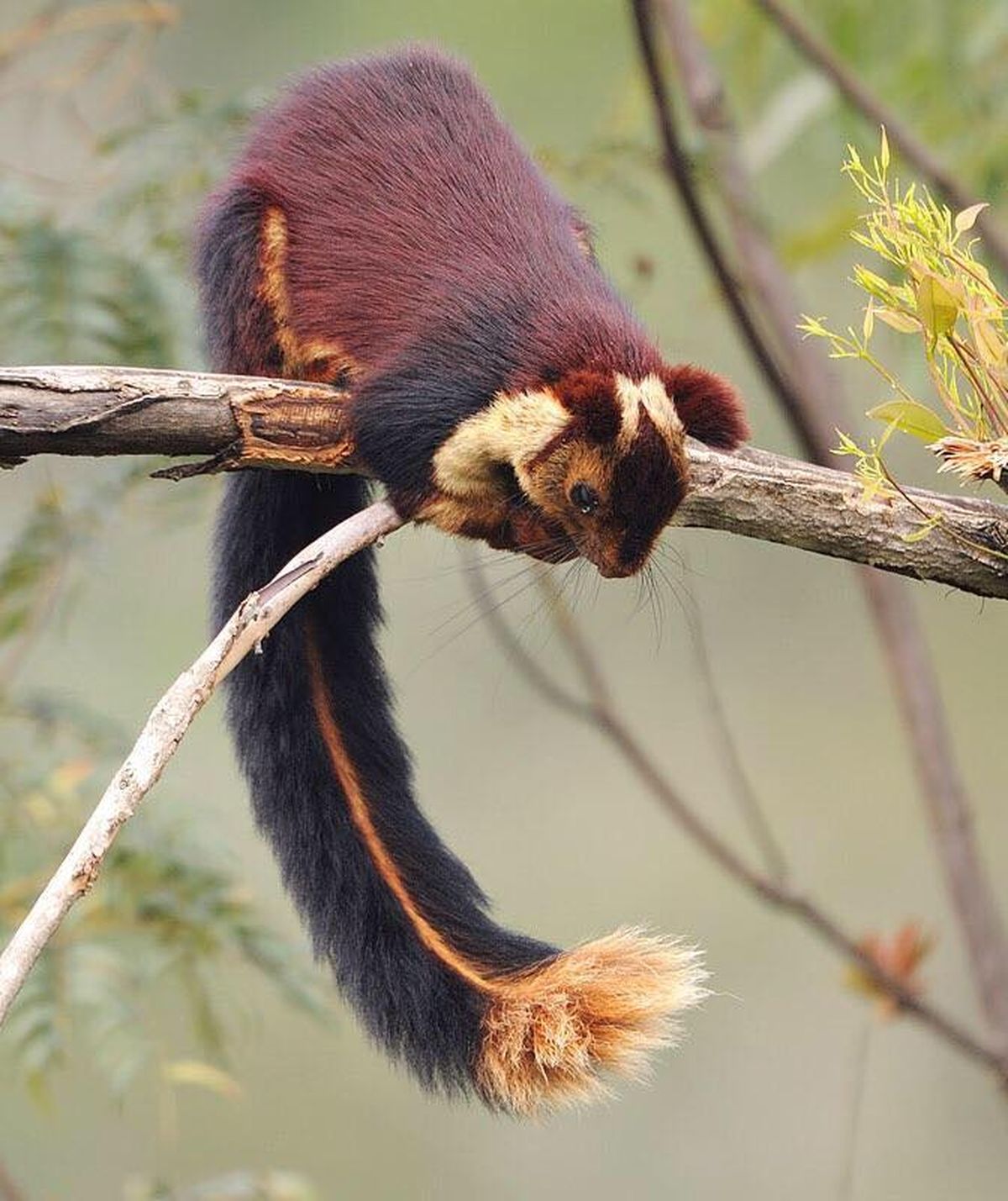 La bióloga acusa que el color normal es el que vemos en esta fotografía. La bióloga acusa que el color normal es el que vemos en esta fotografía.