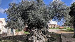 Los olivos centenarios, protagonistas de un pueblo italiano. Foto: gentileza&nbsp;