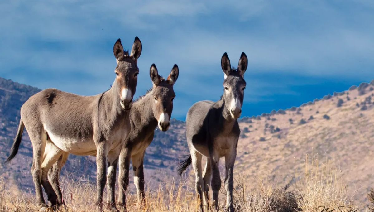 Burros ferales, de amenaza a aliados: la estrategia ecológica que busca restaurar grandes desiertos del planeta