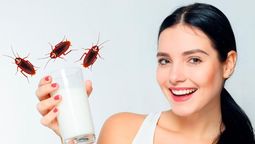 Leche de cucarachas: el superalimento del futuro&nbsp;
