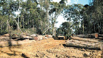 Disminuye la superficie forestal  en todo el mundo