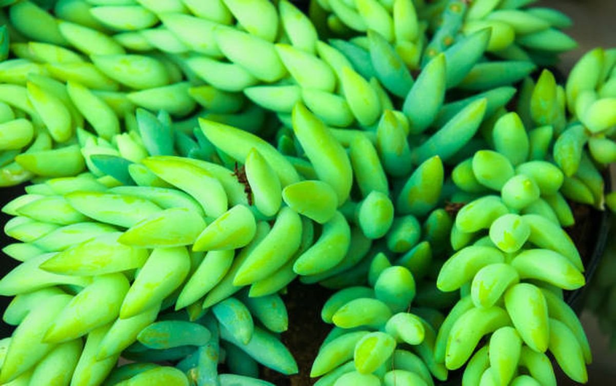 Sedum morganianum o cola de burro. Sedum morganianum o cola de burro.