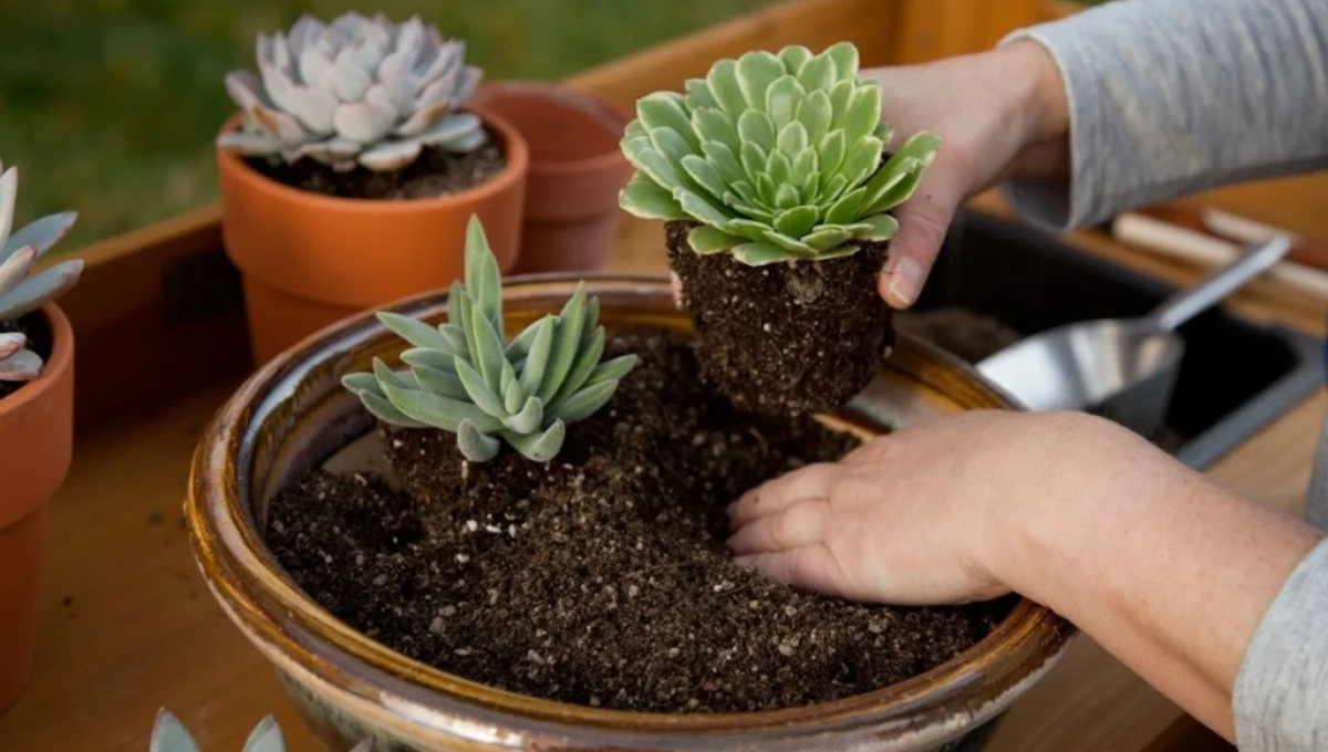 Cómo mantener vivas tus suculentas. Cómo mantener vivas tus suculentas.