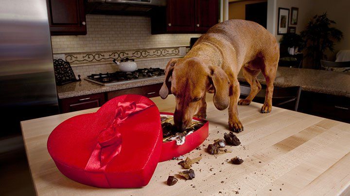 El chocolate, el enemigo número uno de los perros en Navidad