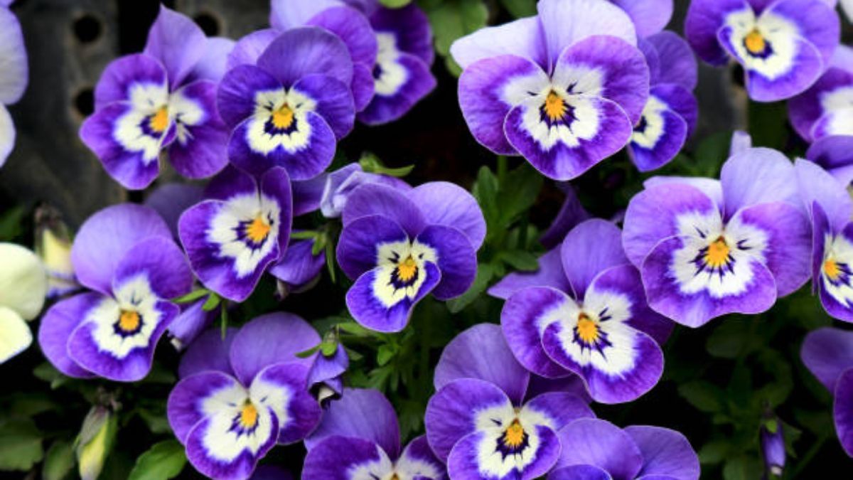 Estas plantas llenarán de vida tu jardín.