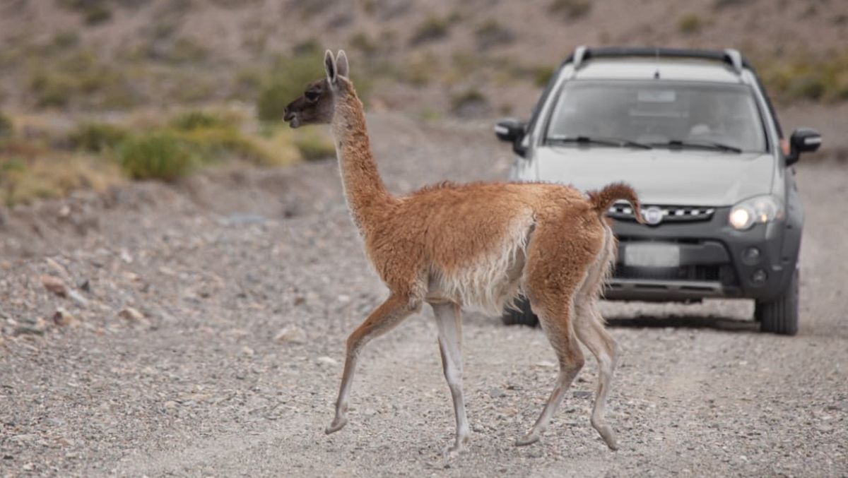 Los animales aparecen en las rutas y en Mendoza la consigna es darles el máximo respeto. Los animales aparecen en las rutas y en Mendoza la consigna es darles el máximo respeto.