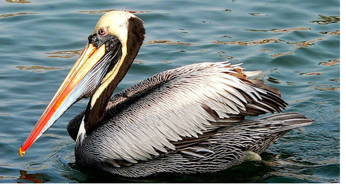 Pelícanos, la especie de aves que más fácilmente contrae la gripe A.