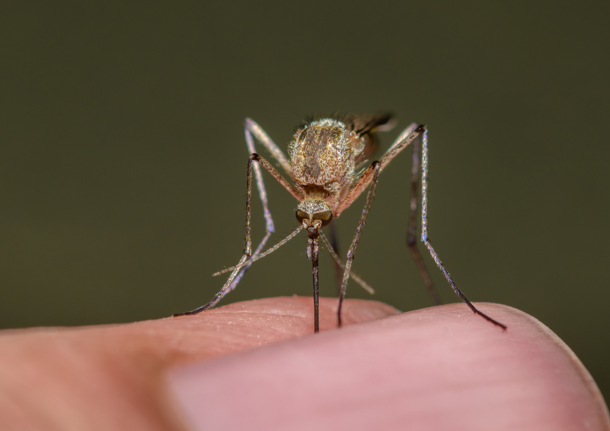La planta verde y con aroma agradable que no solo embellece tu jardín, además actúa como repelente de mosquitos&nbsp;
