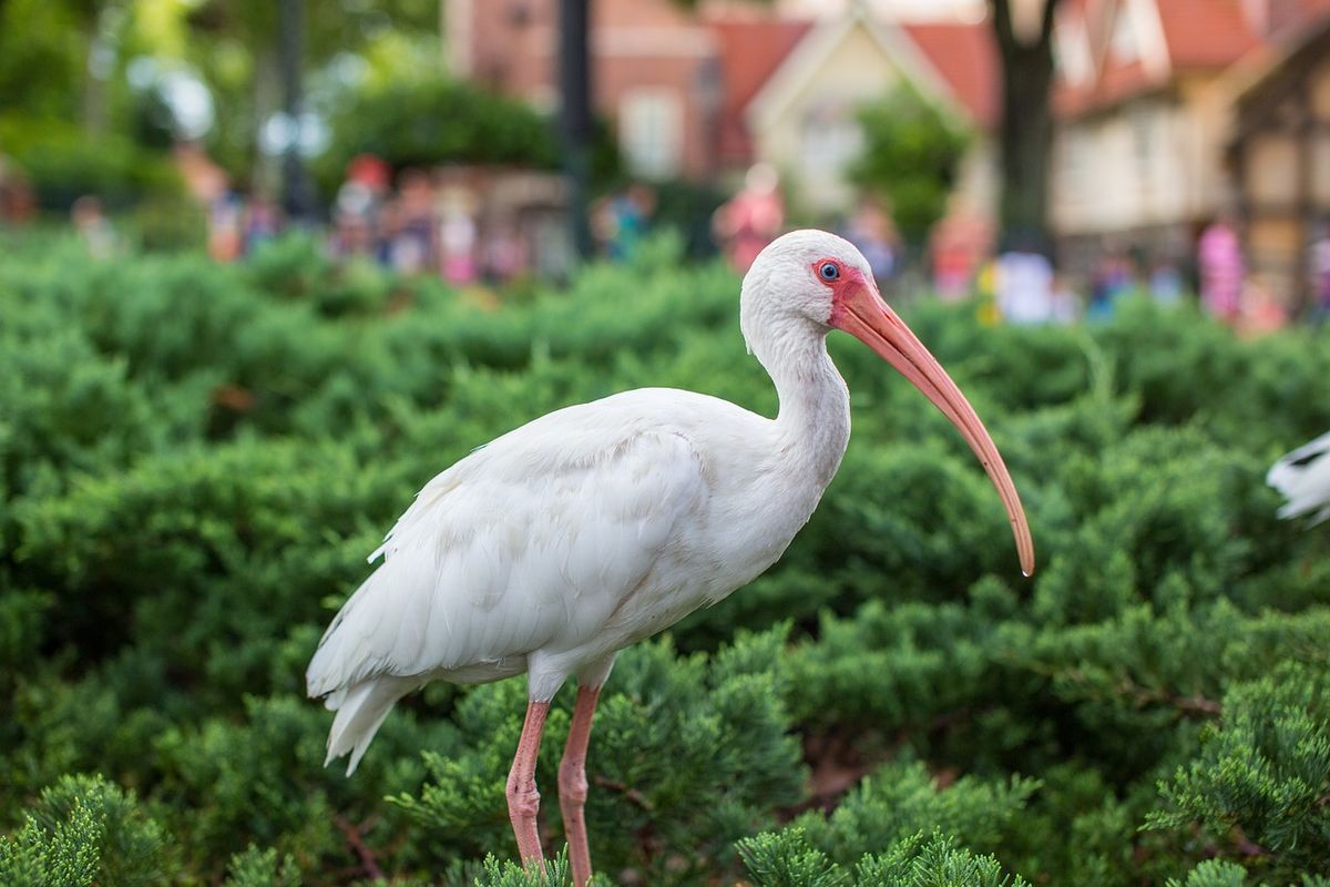 El Ibis Blanco es un ave de pico rojo curvado que tiene a Florida como habitat natural.