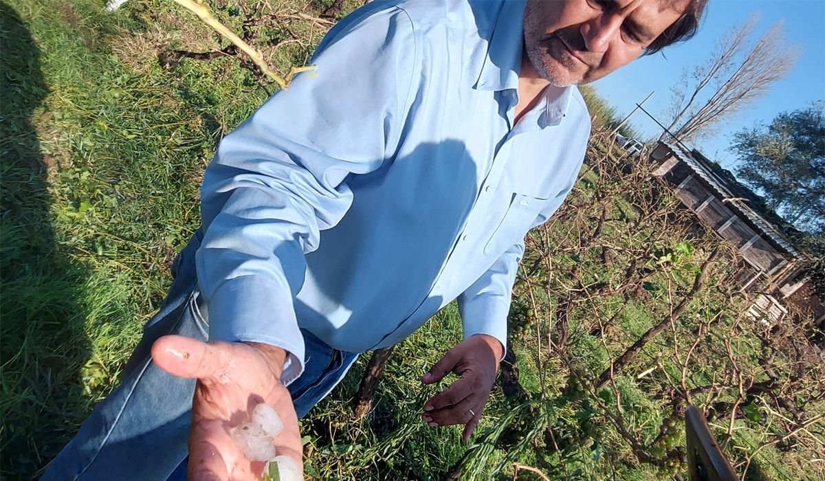 Las pérdidas que sufrieron fueron severas, por lo que los productores vitivinícolas necesitan ayuda para afrontar los próximos meses en los que la producción será muy baja.
