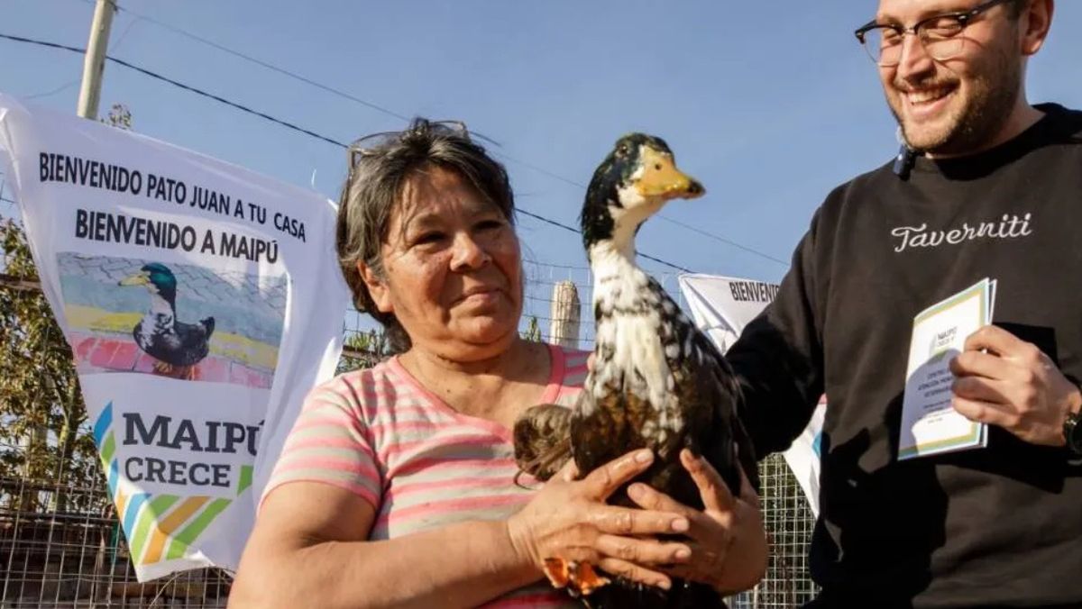 Funcionarios del área de sanidad animal fueron hasta la casa del pato Juan para declararlo oficialmente vecino y entregarle el carnet sanitario. En la foto