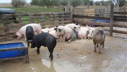 Proyecto de ley para regular los criaderos en Argentina