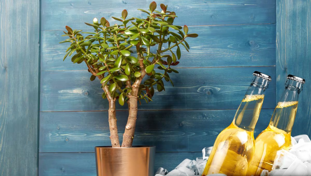 Aprovecha los fondos de la cerveza y descubre qué ocurre si los usas en tu árbol de Jade