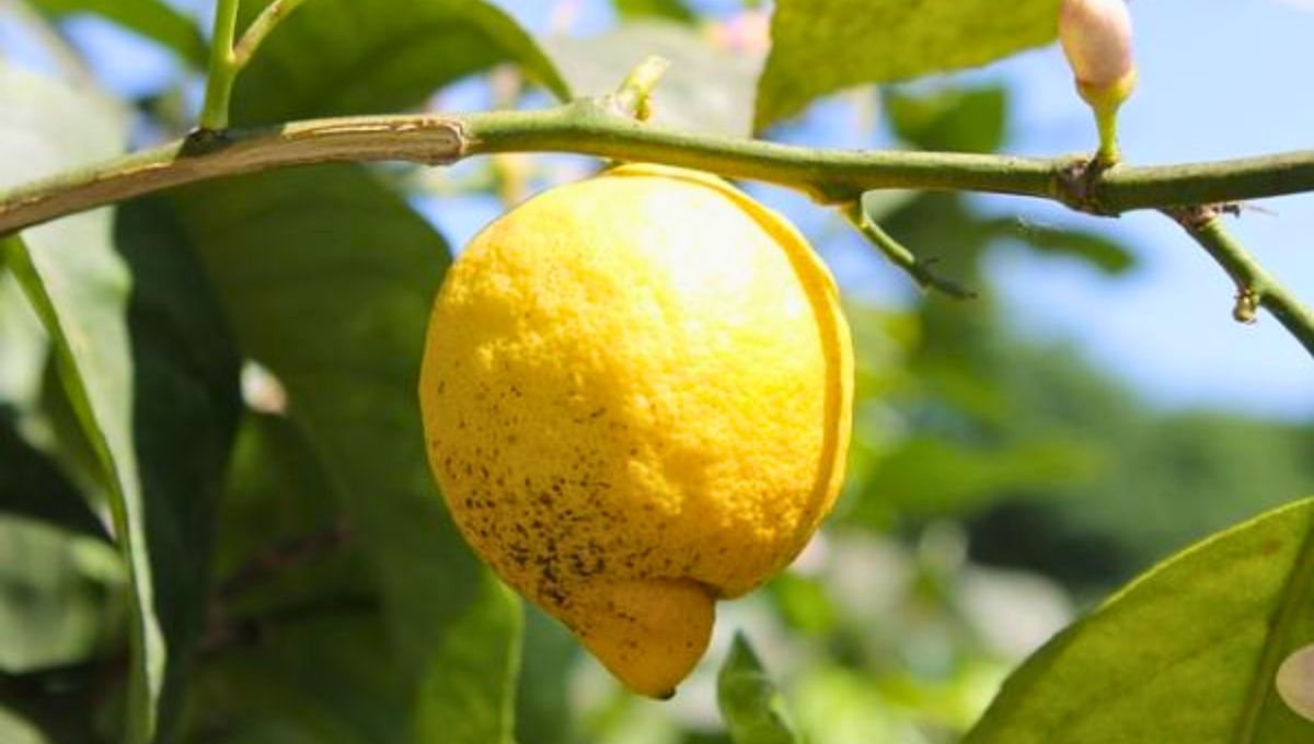 Ni abeja, ni mariposa: el insecto que no debes ahuyentar para cuidar a tu árbol limonero