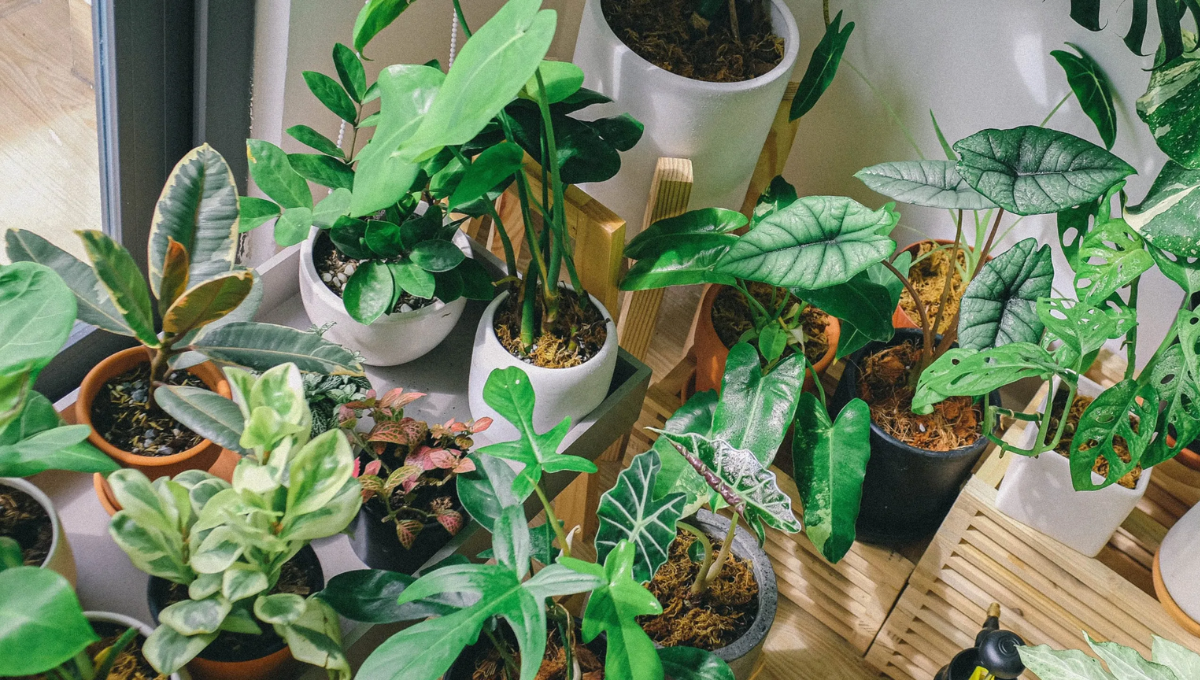 Toma nota de las plantas que protegen de las maldiciones y alejan las malas vibras