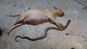 Una perra embarazada murió tras defender a su familia de una serpiente venenosa
