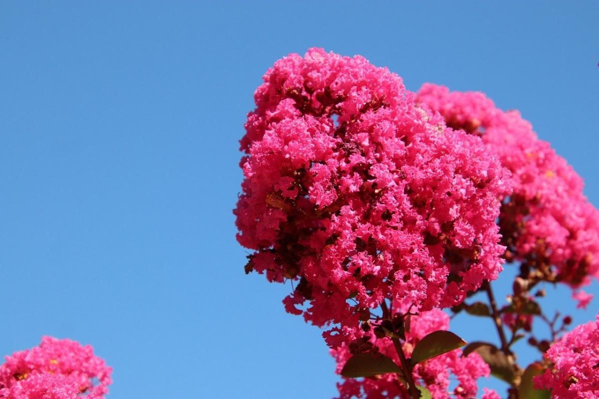 El árbol de Júpiter tiene flores coloridas.