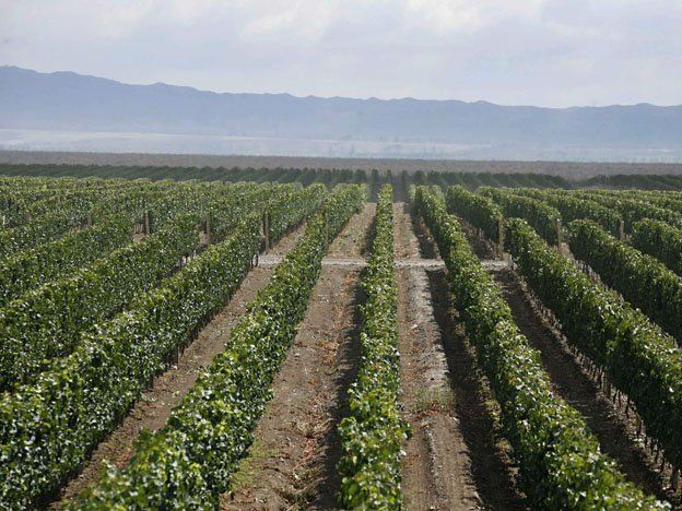 Los responsables de la elaboraci&oacute;n de vinos est&aacute;n pensando en cambiar las vacaciones de sus empleados porque, tradicionamente, se fraccionaba entre noviembre y diciembre, pero este a&ntilde;o, incide la falta de insumos.