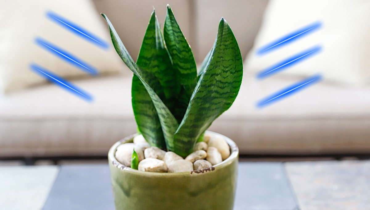 Cómo cuidar una lengua de suegra para que atraiga dinero