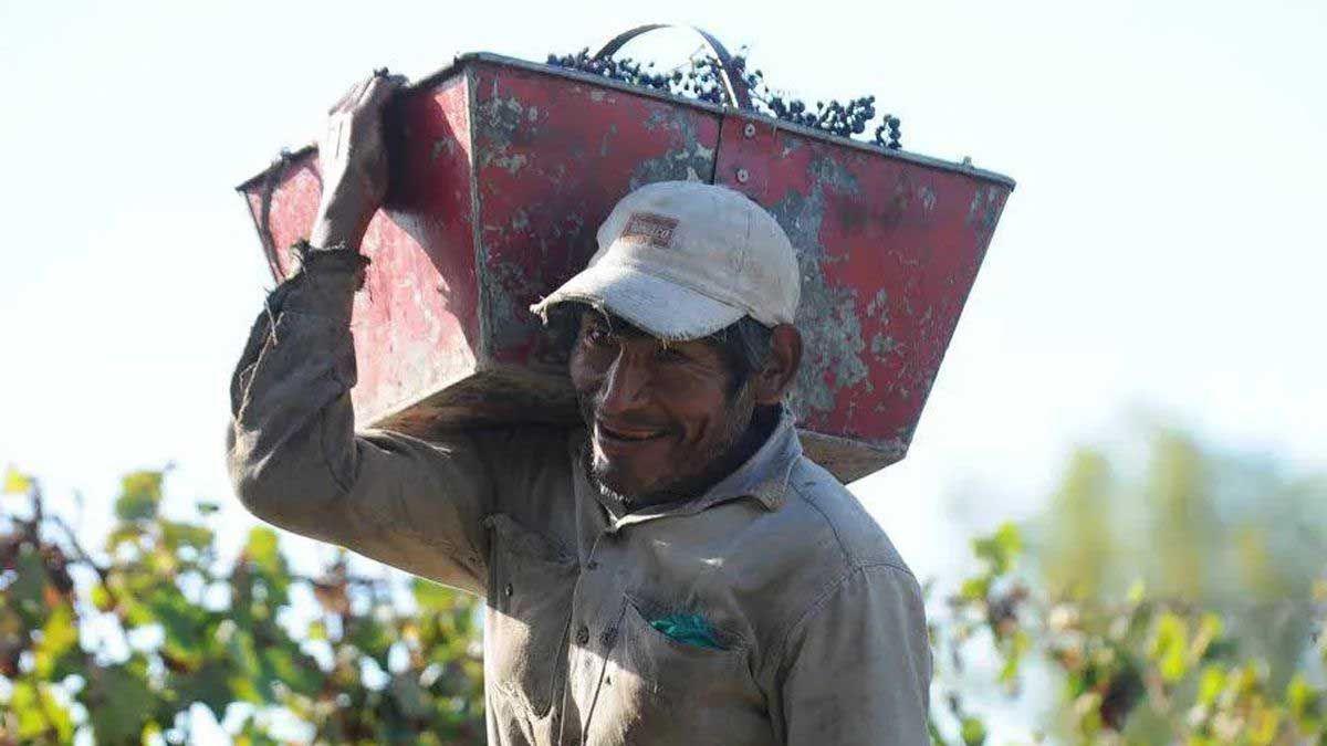 Faltarán cosechadores este año en Mendoza.