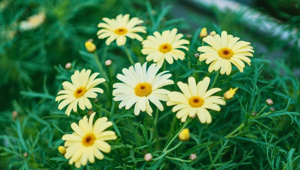 La margarita es una planta herbácea de la familia de las asteráceas. La margarita es una planta herbácea de la familia de las asteráceas.