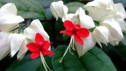 Conocida como Gota de sangre, es una planta tropical de peculiares características.