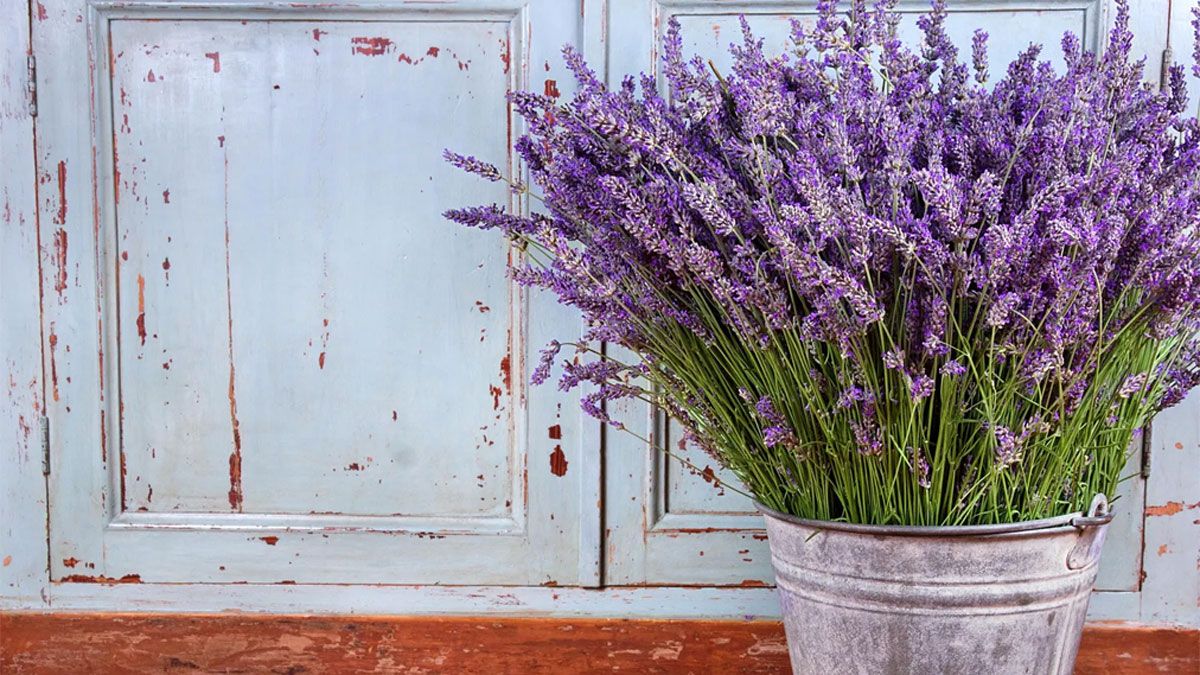 La lavanda es una de las mejores plantas para alejar las malas energías del hogar.