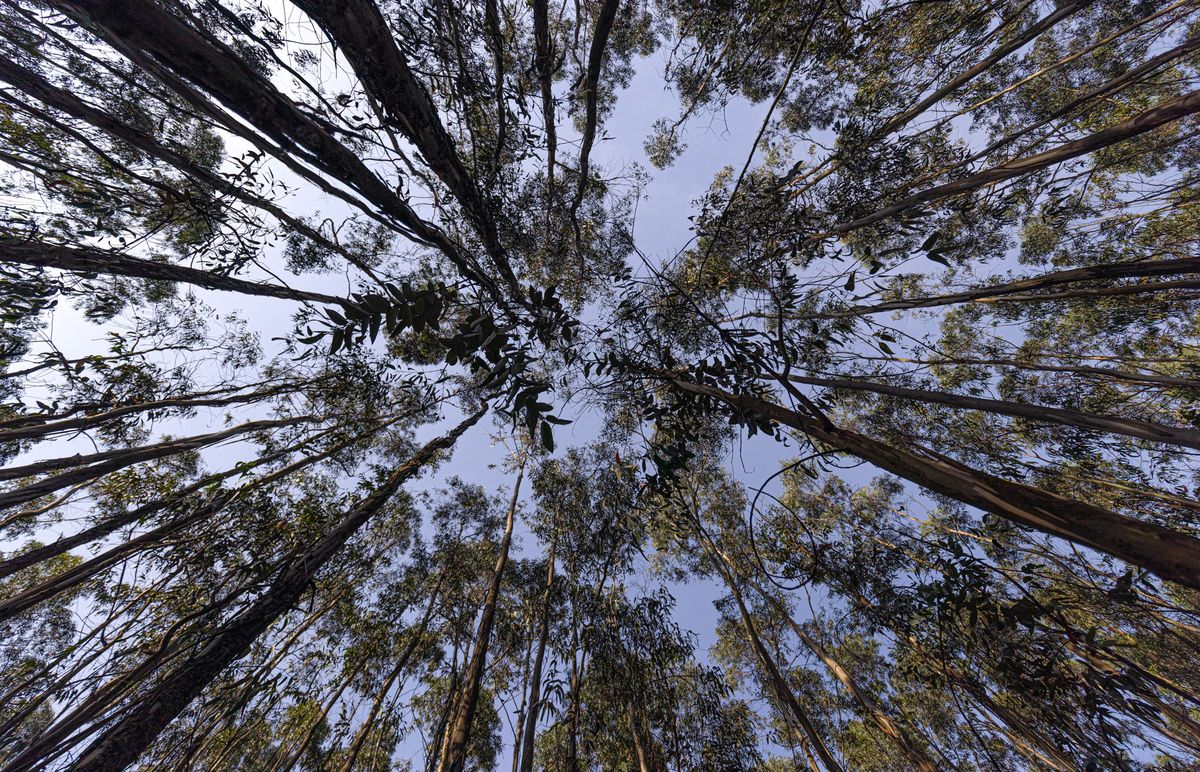El país que plantó 350 millones de árboles en un día y provocó grandes consecuencias