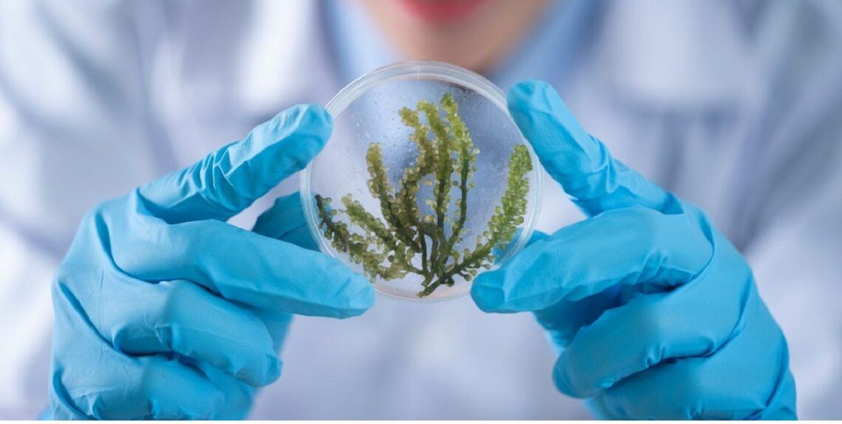 El 27 de junio se celebra el Día del Biólogo en la Argentina.