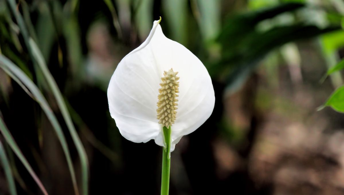 Espatifilo o Cuna de Moisés: cómo cuidar esta planta que es ideal para tener en el escritorio de trabajo
