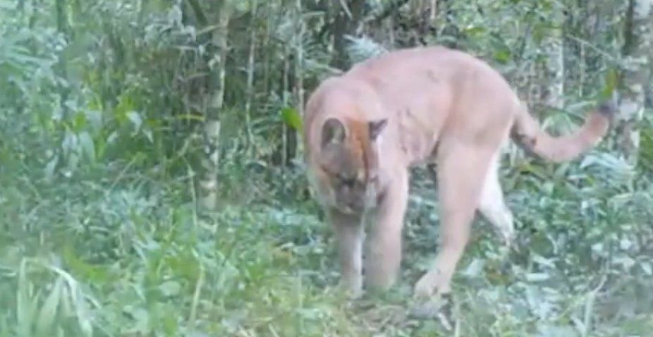 Furtivo. Un guía de caza mató a un puma.