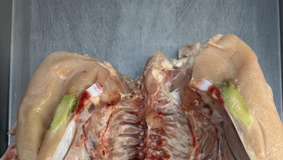 Es un traumatismo que deja un machucamiento en el músculo del pollo. Es un traumatismo que deja un machucamiento en el músculo del pollo. 