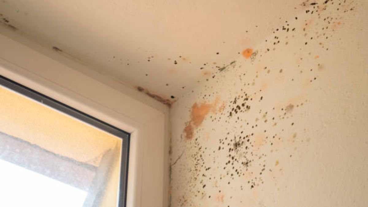 La humedad será cosa del pasado con esta oferta de Walmart.