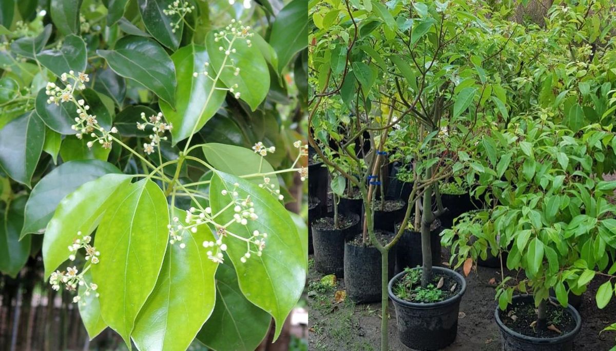 Este árbol ayuda a aportar un toque de naturaleza al jardín. Imagen: Freepik. Este árbol ayuda a aportar un toque de naturaleza al jardín. Imagen: Freepik.