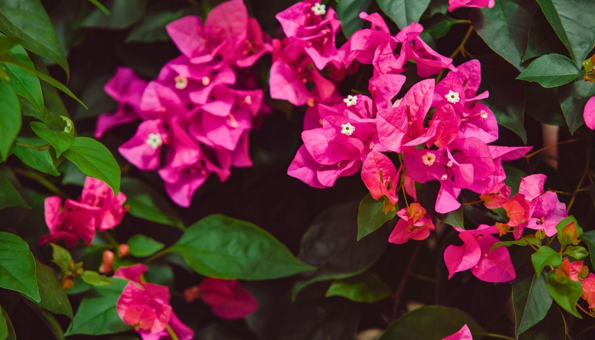 Descubre cómo sembrar una buganvilla en septiembre. Imagen: Freepik.