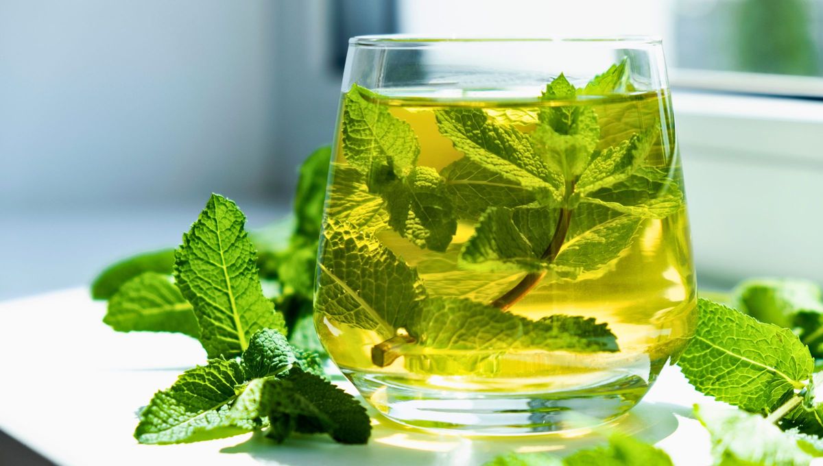 La hierbabuena es una planta con muchos beneficios para cuidar tu salud. La hierbabuena es una planta con muchos beneficios para cuidar tu salud.