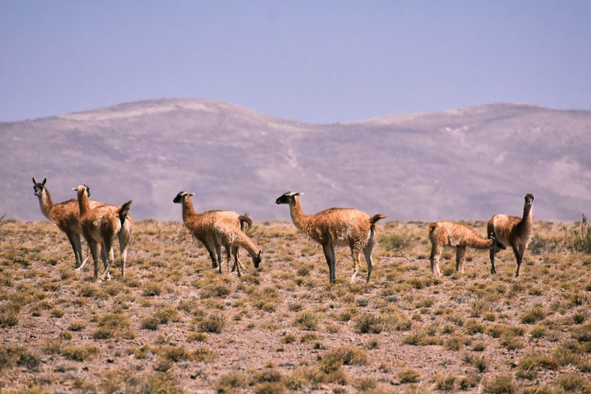 No hay dudas de que el gran atractivo de Cachi es su ubicación, el el corazón de los valles calchaquíes.